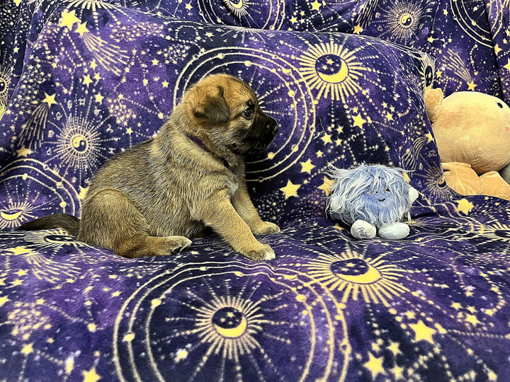chinook puppy